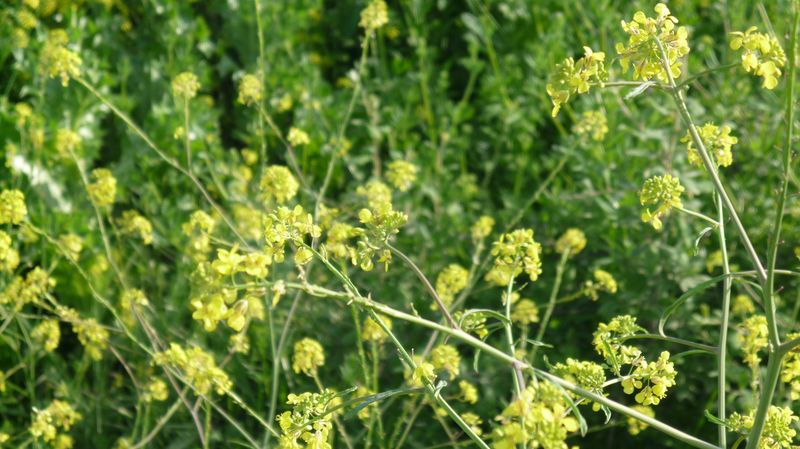 ci sono dappertutto - Brassica sp.